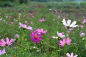格桑花