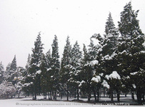2013春雪