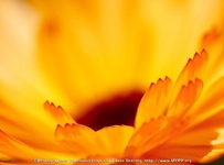让你的花卉摄影散发光彩的15个技巧