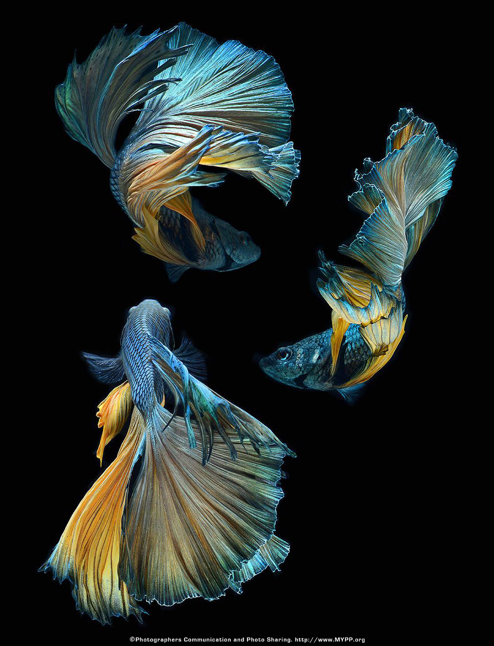 fish-9.jpg