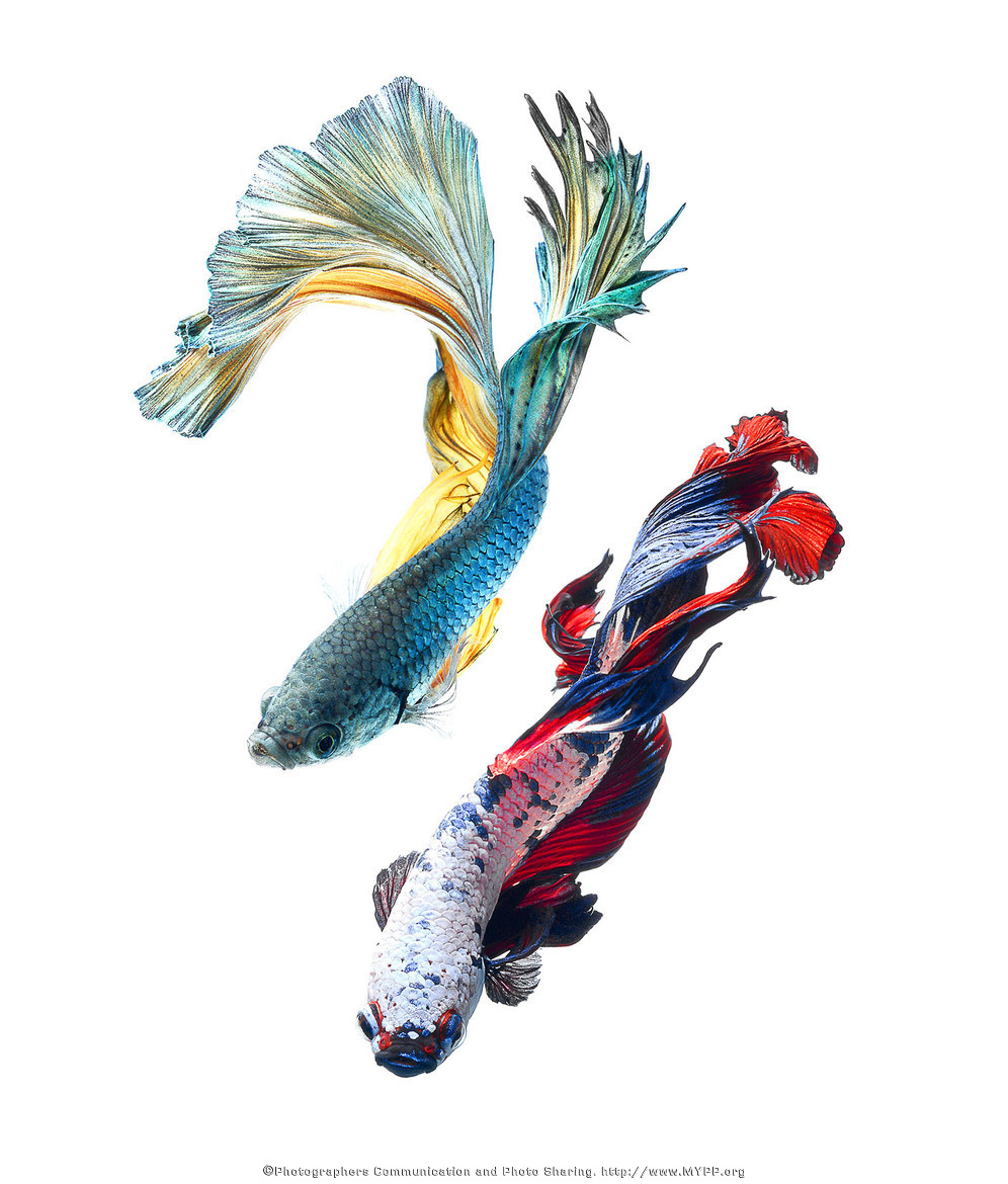 fish-3.jpg