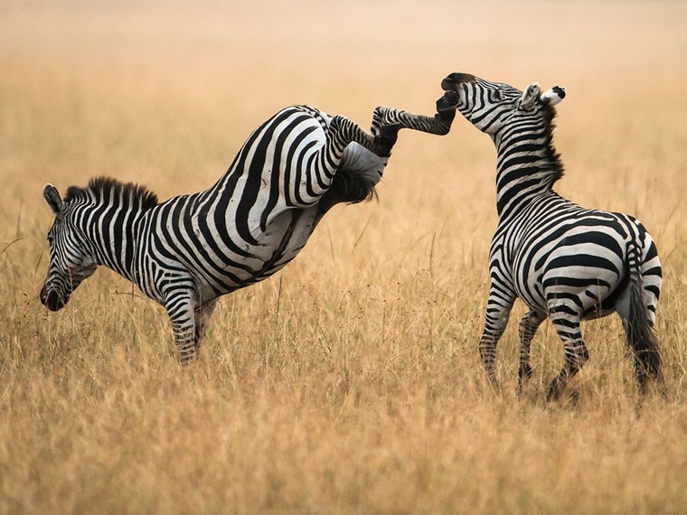 zebras-masai-mara.jpg