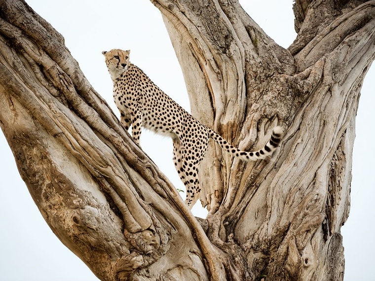 cheetah-tree-lanting.jpg