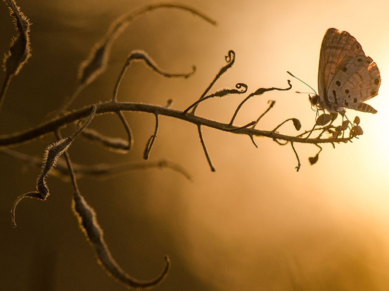 butterfly-branch-macro.jpg