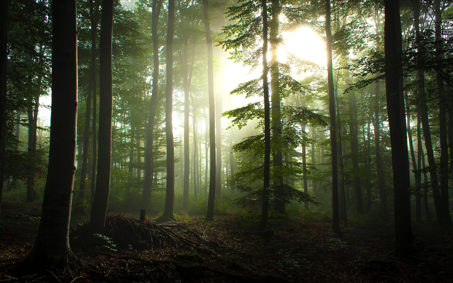 晨雾，摄于德国瓦尔登堡市林中（斯图加特市附近） 作者Blex Tw11.jpg