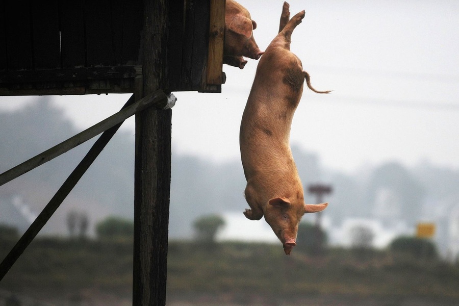 2012年11月05日，在中国湖南省的宁乡县，一只猪在跳水。村民黄德民将他饲养的猪从3米.jpg