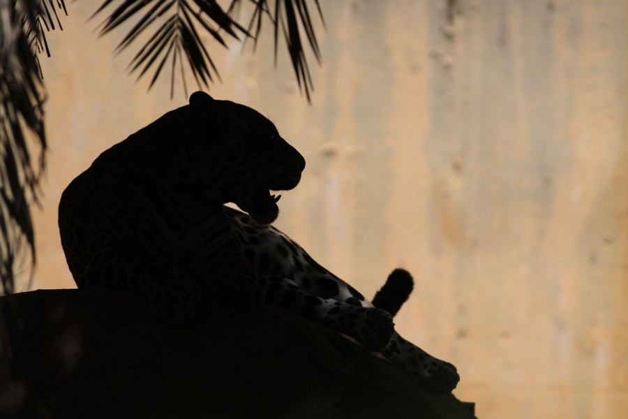 2012年11月13日，一只美洲豹静静地卧在巴西利亚的Jardim动物园中。Eraldo Peres—AP.j.jpg