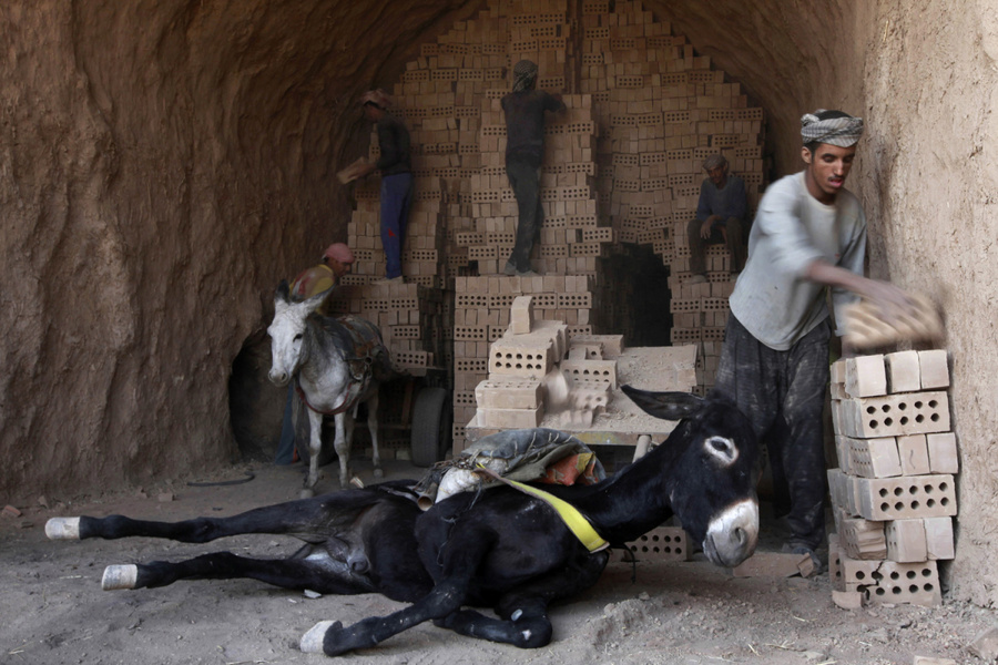 2012年11月13日，在巴格达东南郊区Nahrawan的一家砖厂里，一头驴在砖块的重压下不堪重.jpg