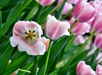 花卉