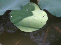 荷