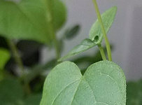 手机拍的菜豆苗