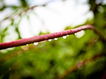 雨后的植物