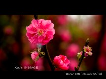 又一春