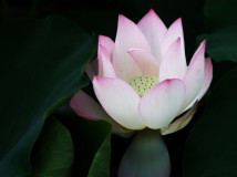 荷~~呵呵~~