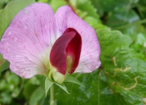 豌豆尖花