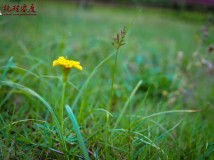 谁能知道这些花是在哪里拍的？