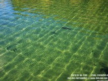 数数看这湖里有几条大鱼