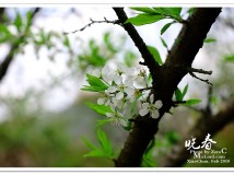 晓春
