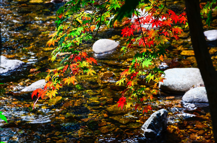 DSC_8590副本_副本.jpg