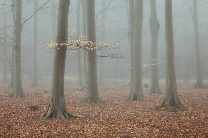 leeacaster5-670x446.jpg