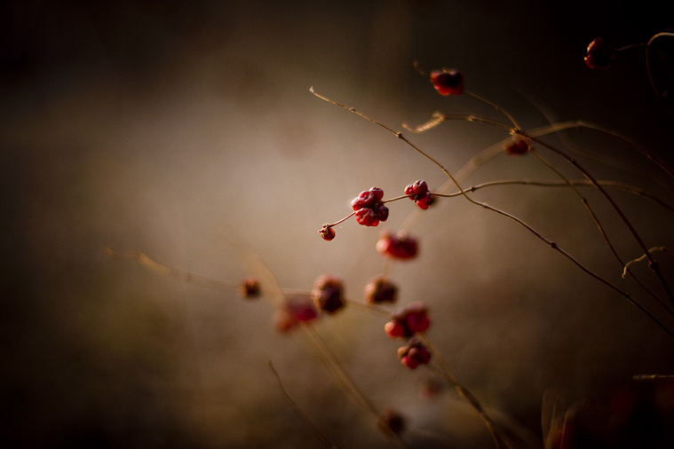 twilight-4.jpg