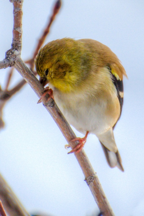 bird01.jpg