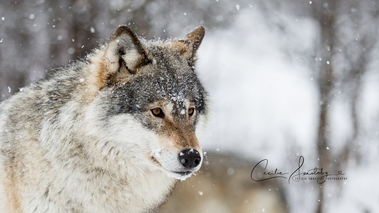 Cecilie-photo5.jpg