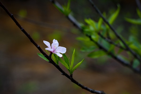 IMG_0690.JPG
