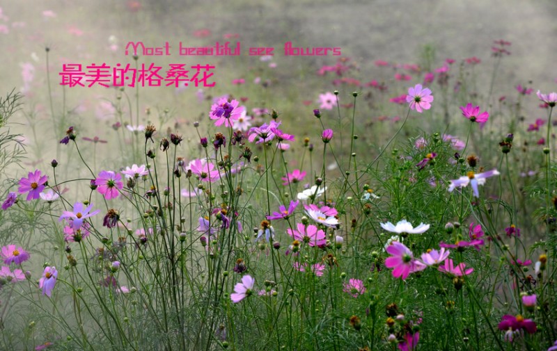 DSC_1875.jpg