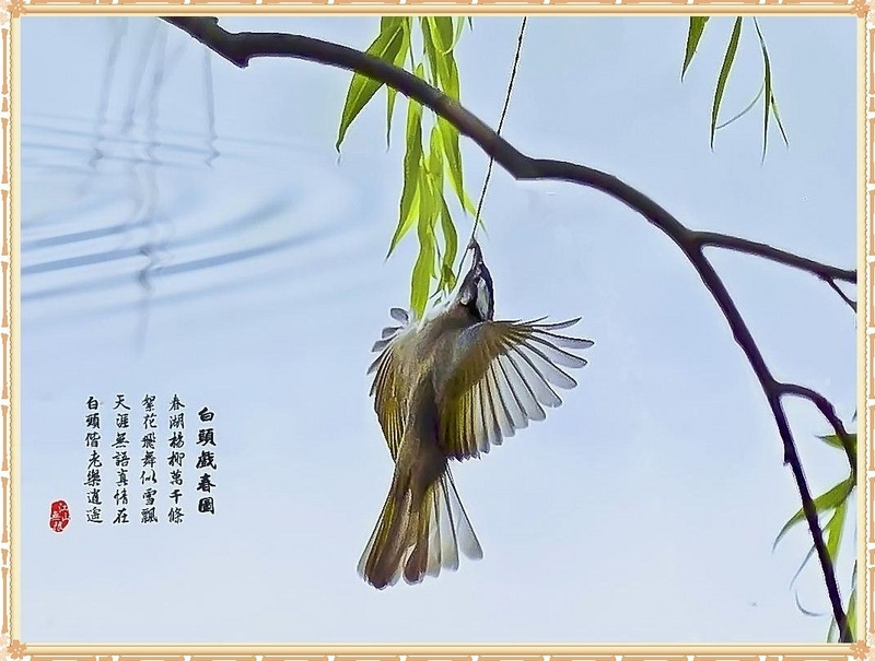 一只白头翁飞扑夜蛾的瞬间
