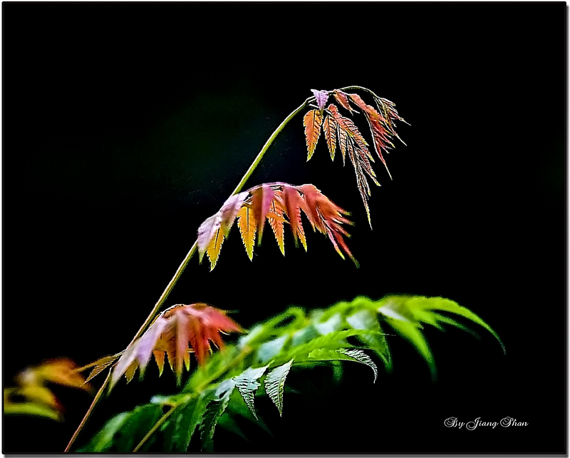 江山无限摄于20120611-3779.jpg