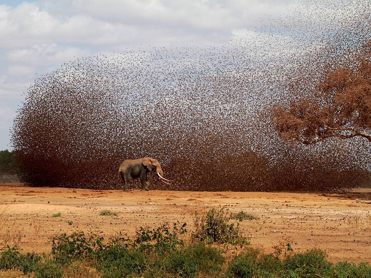 african-elephant-queleas.jpg