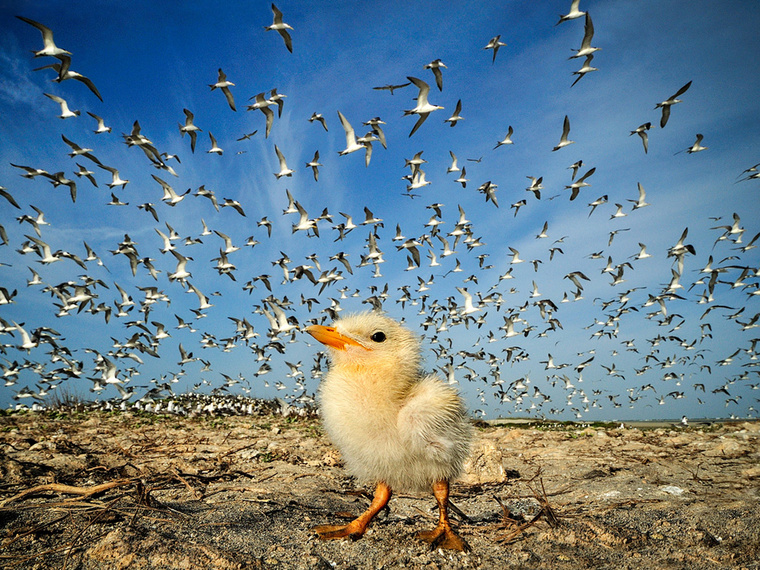 tern-chick-sri-lanka.jpg
