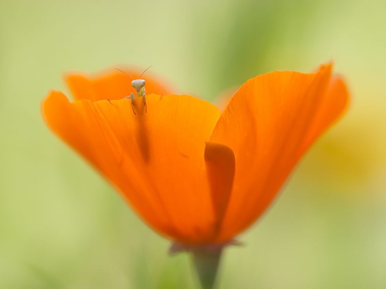 mantis-larva-flower.jpg
