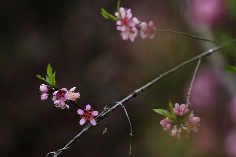_MG_0051.jpg