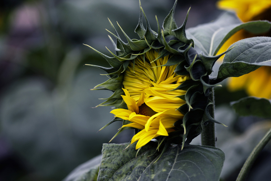 _MG_06371.jpg