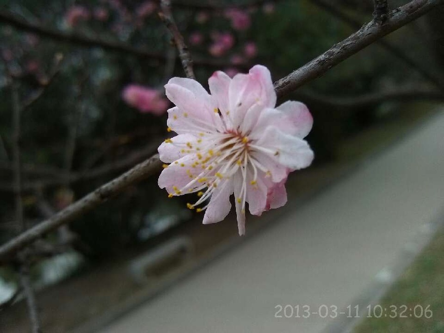 樱花
