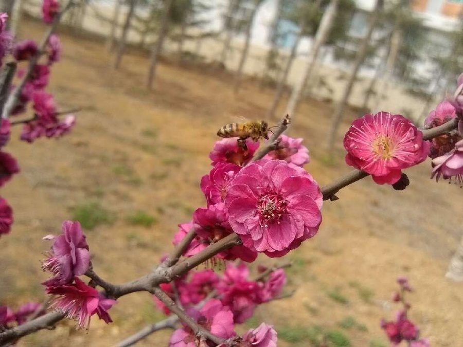 桃花