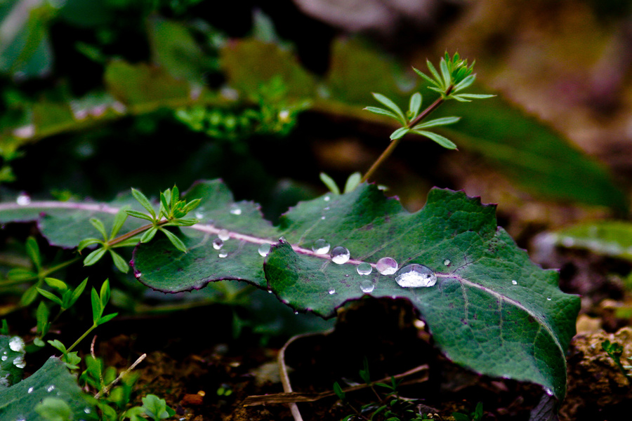 _MG_0035.jpg