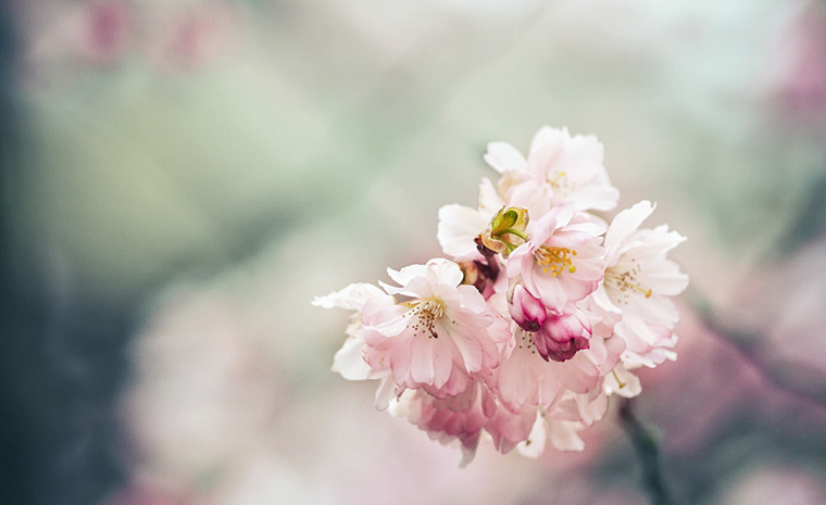 bloomflower.jpg