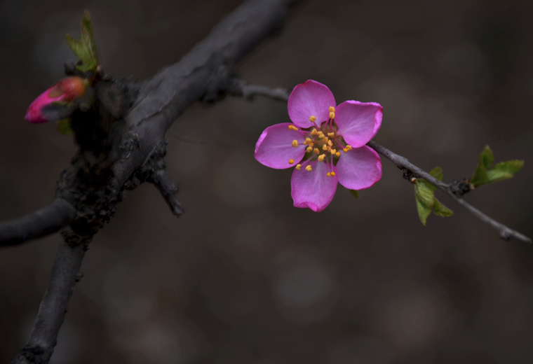 DSC_4737_副本.jpg