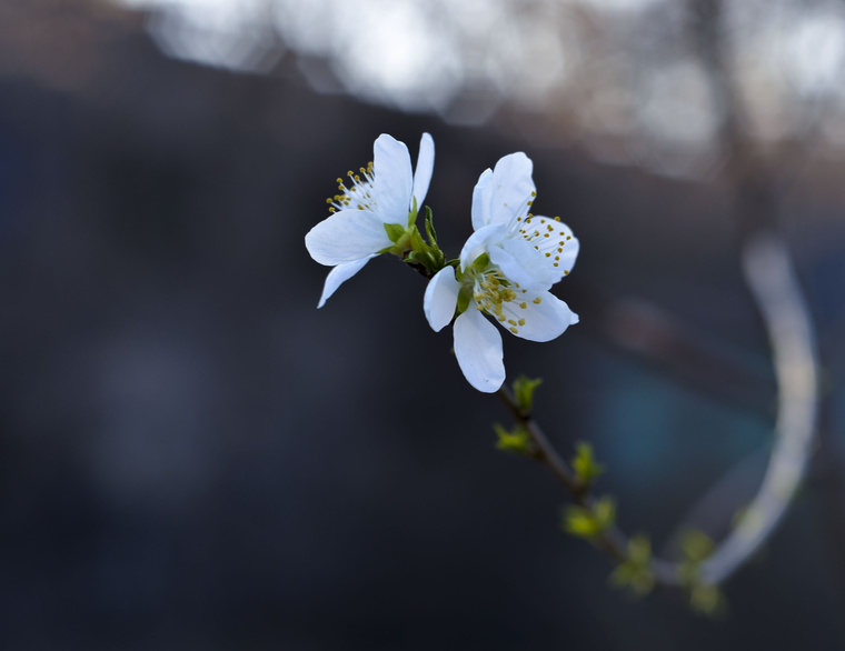 DSC_3497-1.jpg